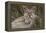 Puma, Chile-Art Wolfe Wolfe-Framed Premier Image Canvas