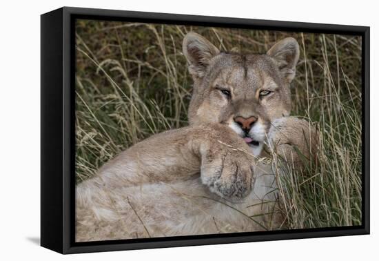 Puma, Chile-Art Wolfe Wolfe-Framed Premier Image Canvas