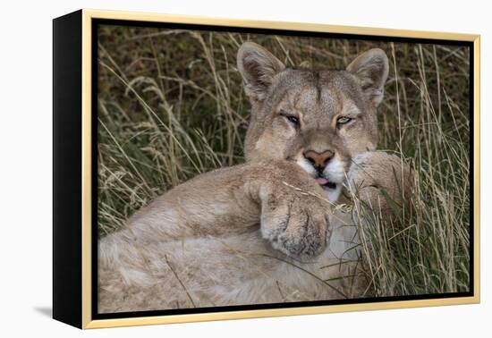 Puma, Chile-Art Wolfe Wolfe-Framed Premier Image Canvas