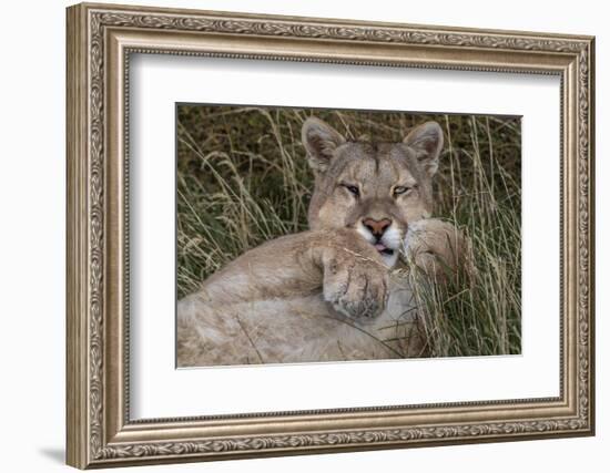 Puma, Chile-Art Wolfe Wolfe-Framed Photographic Print