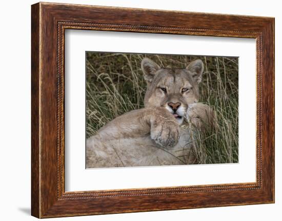 Puma, Chile-Art Wolfe Wolfe-Framed Photographic Print