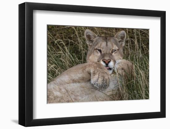 Puma, Chile-Art Wolfe Wolfe-Framed Photographic Print