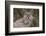 Puma, Chile-Art Wolfe Wolfe-Framed Photographic Print