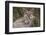 Puma, Chile-Art Wolfe Wolfe-Framed Photographic Print