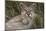 Puma, Chile-Art Wolfe Wolfe-Mounted Photographic Print
