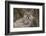 Puma, Chile-Art Wolfe Wolfe-Framed Photographic Print