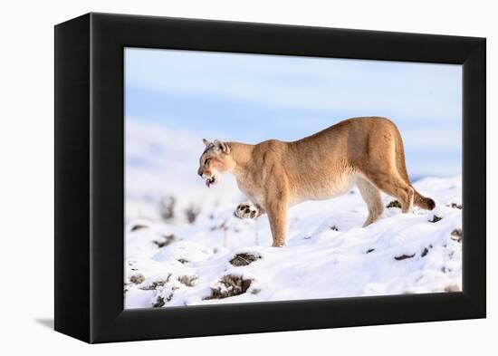 Puma cleaning paw of compacted snow, Patagonia, Chile-Nick Garbutt-Framed Premier Image Canvas
