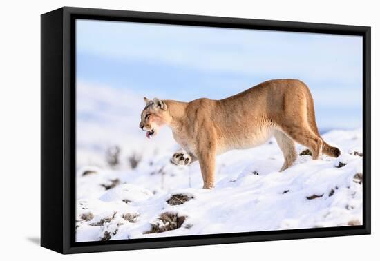 Puma cleaning paw of compacted snow, Patagonia, Chile-Nick Garbutt-Framed Premier Image Canvas