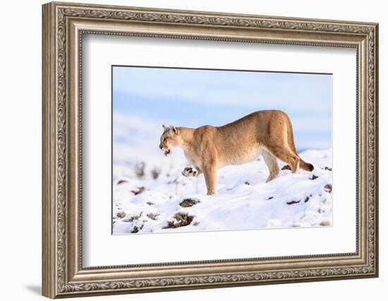 Puma cleaning paw of compacted snow, Patagonia, Chile-Nick Garbutt-Framed Photographic Print