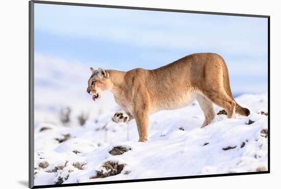 Puma cleaning paw of compacted snow, Patagonia, Chile-Nick Garbutt-Mounted Photographic Print