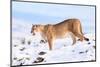 Puma cleaning paw of compacted snow, Patagonia, Chile-Nick Garbutt-Mounted Photographic Print