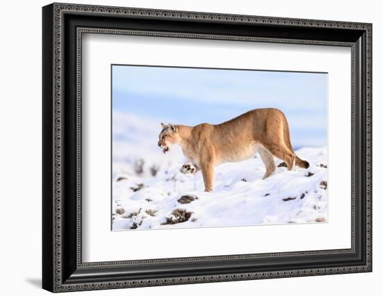 Puma cleaning paw of compacted snow, Patagonia, Chile-Nick Garbutt-Framed Photographic Print