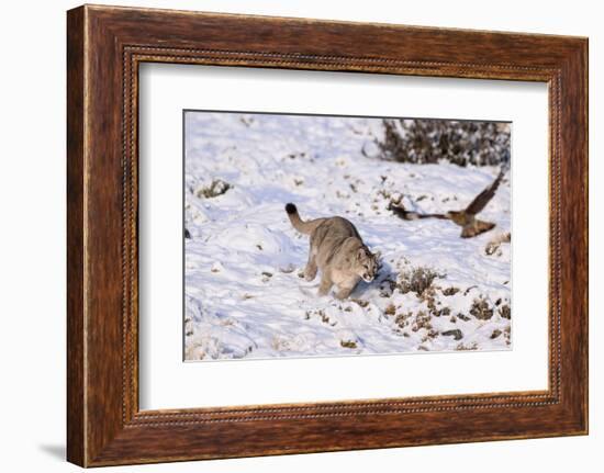 Puma cub chasing scavenging White-throated Caracara, Chile-Nick Garbutt-Framed Photographic Print