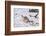 Puma cub chasing scavenging White-throated Caracara, Chile-Nick Garbutt-Framed Photographic Print