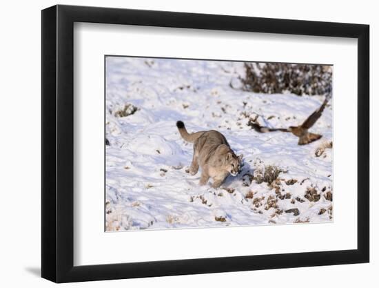 Puma cub chasing scavenging White-throated Caracara, Chile-Nick Garbutt-Framed Photographic Print