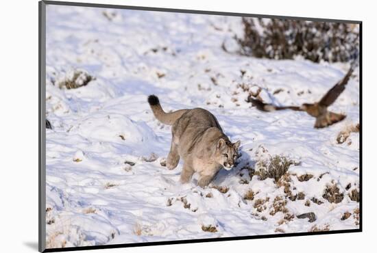 Puma cub chasing scavenging White-throated Caracara, Chile-Nick Garbutt-Mounted Photographic Print