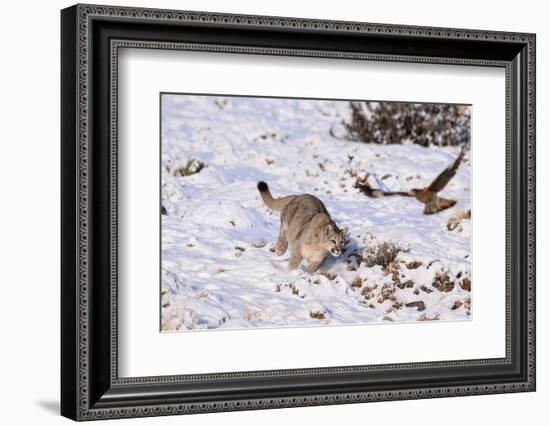 Puma cub chasing scavenging White-throated Caracara, Chile-Nick Garbutt-Framed Photographic Print