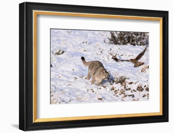 Puma cub chasing scavenging White-throated Caracara, Chile-Nick Garbutt-Framed Photographic Print