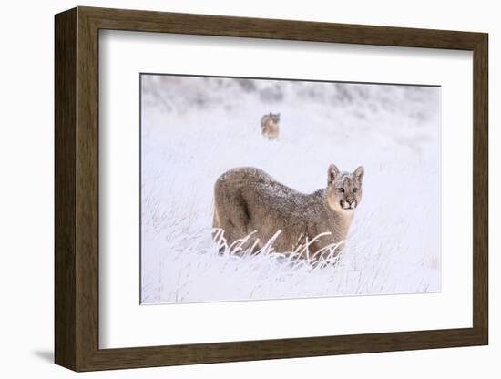 Puma cub walking in deep, fresh snow, Chile-Nick Garbutt-Framed Photographic Print