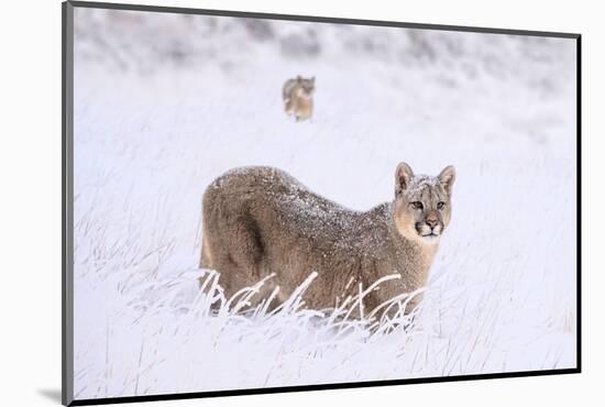 Puma cub walking in deep, fresh snow, Chile-Nick Garbutt-Mounted Photographic Print