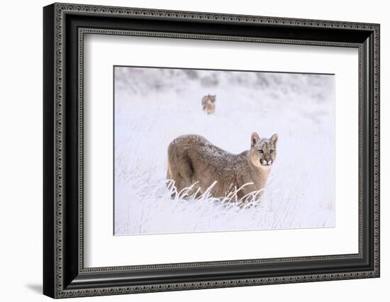 Puma cub walking in deep, fresh snow, Chile-Nick Garbutt-Framed Photographic Print