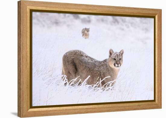 Puma cub walking in deep, fresh snow, Chile-Nick Garbutt-Framed Premier Image Canvas