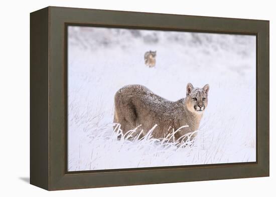 Puma cub walking in deep, fresh snow, Chile-Nick Garbutt-Framed Premier Image Canvas