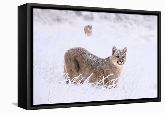 Puma cub walking in deep, fresh snow, Chile-Nick Garbutt-Framed Premier Image Canvas