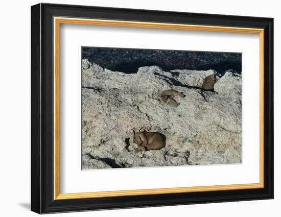 Puma Cubs, Torres del Paine NP, Patagonia, Magellanic Region, Chile-Pete Oxford-Framed Photographic Print