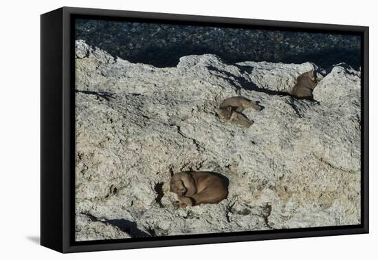 Puma Cubs, Torres del Paine NP, Patagonia, Magellanic Region, Chile-Pete Oxford-Framed Premier Image Canvas