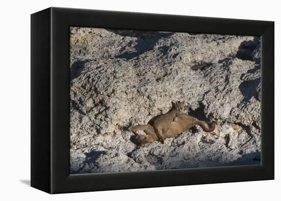 Puma Cubs, Torres del Paine NP, Patagonia, Magellanic Region, Chile-Pete Oxford-Framed Premier Image Canvas