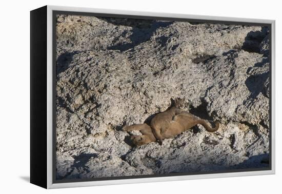 Puma Cubs, Torres del Paine NP, Patagonia, Magellanic Region, Chile-Pete Oxford-Framed Premier Image Canvas