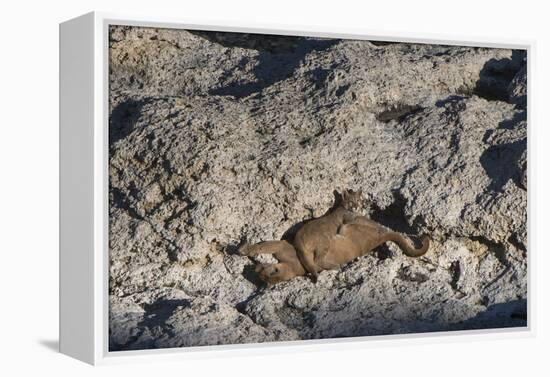 Puma Cubs, Torres del Paine NP, Patagonia, Magellanic Region, Chile-Pete Oxford-Framed Premier Image Canvas