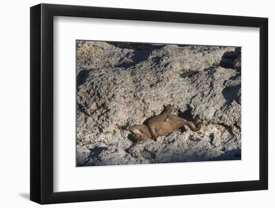 Puma Cubs, Torres del Paine NP, Patagonia, Magellanic Region, Chile-Pete Oxford-Framed Photographic Print