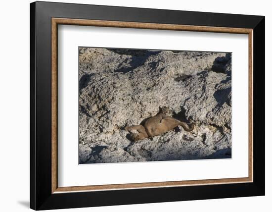 Puma Cubs, Torres del Paine NP, Patagonia, Magellanic Region, Chile-Pete Oxford-Framed Photographic Print