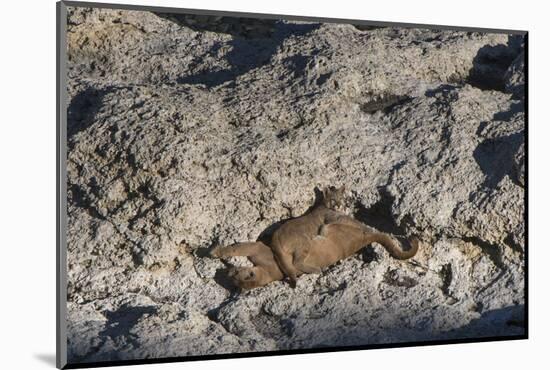 Puma Cubs, Torres del Paine NP, Patagonia, Magellanic Region, Chile-Pete Oxford-Mounted Photographic Print