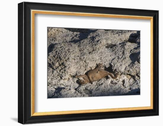 Puma Cubs, Torres del Paine NP, Patagonia, Magellanic Region, Chile-Pete Oxford-Framed Photographic Print