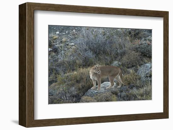 Puma Female, Lago Sarmiento, Torres del Paine NP, Patagonia, Chile-Pete Oxford-Framed Photographic Print