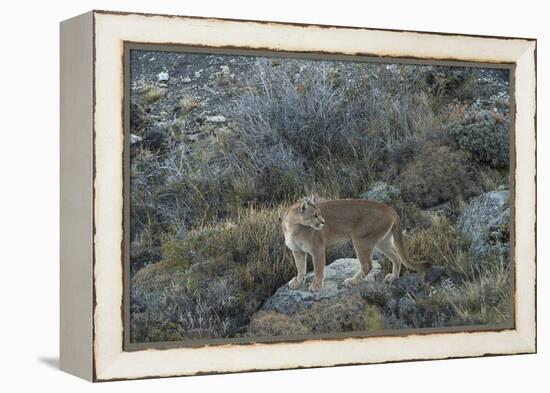 Puma Female, Lago Sarmiento, Torres del Paine NP, Patagonia, Chile-Pete Oxford-Framed Premier Image Canvas