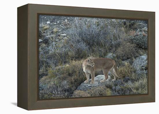 Puma Female, Lago Sarmiento, Torres del Paine NP, Patagonia, Chile-Pete Oxford-Framed Premier Image Canvas