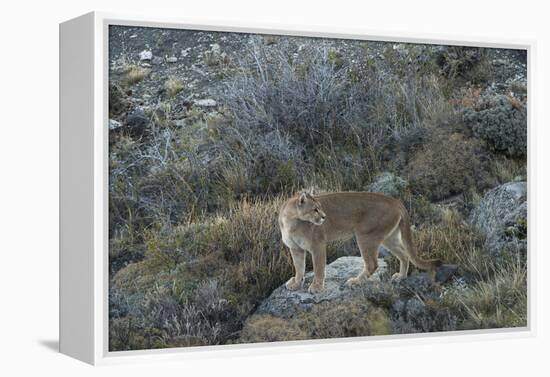 Puma Female, Lago Sarmiento, Torres del Paine NP, Patagonia, Chile-Pete Oxford-Framed Premier Image Canvas