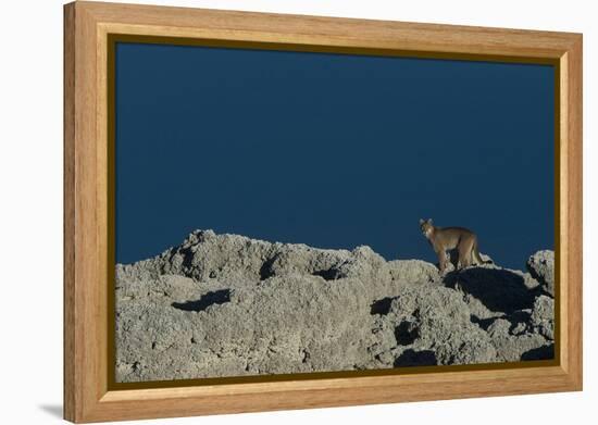 Puma Female, Lago Sarmiento, Torres del Paine NP, Patagonia, Chile-Pete Oxford-Framed Premier Image Canvas
