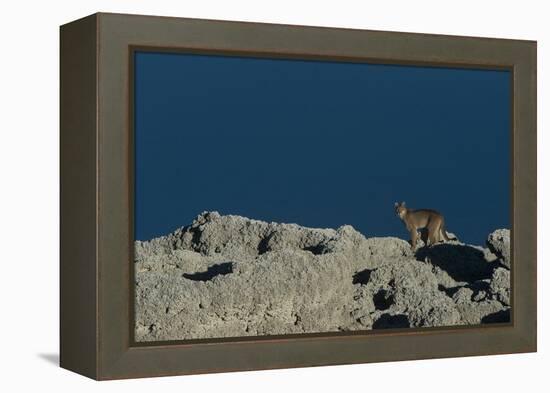 Puma Female, Lago Sarmiento, Torres del Paine NP, Patagonia, Chile-Pete Oxford-Framed Premier Image Canvas