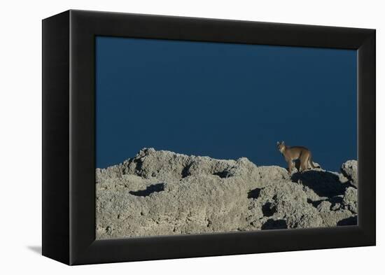 Puma Female, Lago Sarmiento, Torres del Paine NP, Patagonia, Chile-Pete Oxford-Framed Premier Image Canvas