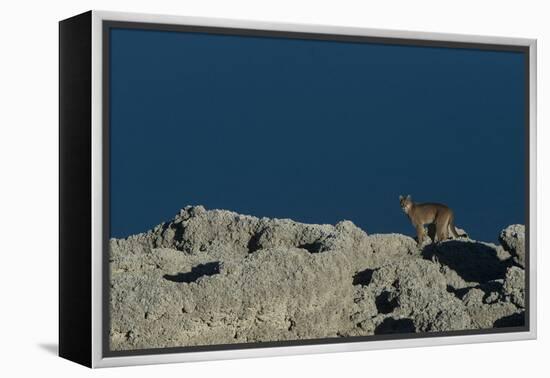 Puma Female, Lago Sarmiento, Torres del Paine NP, Patagonia, Chile-Pete Oxford-Framed Premier Image Canvas