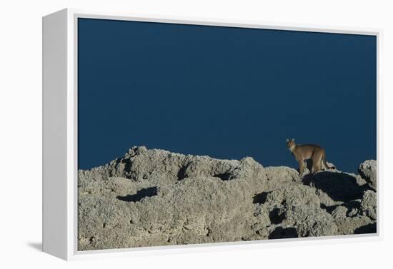 Puma Female, Lago Sarmiento, Torres del Paine NP, Patagonia, Chile-Pete Oxford-Framed Premier Image Canvas