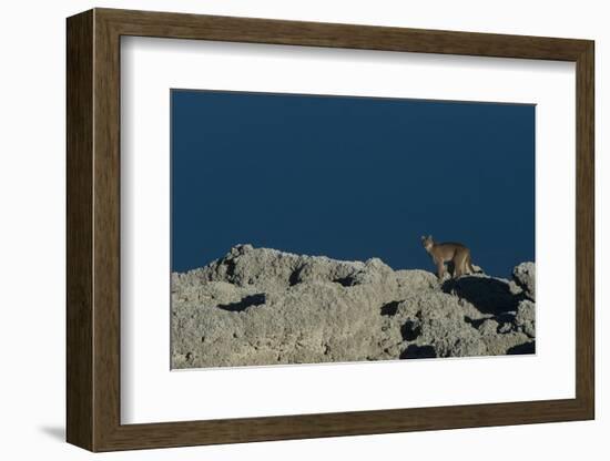 Puma Female, Lago Sarmiento, Torres del Paine NP, Patagonia, Chile-Pete Oxford-Framed Photographic Print