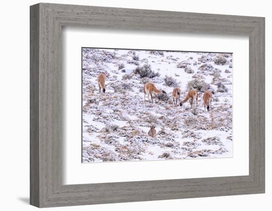 Puma female, stalking Guanaco herd in snow, Patagonia, Chile-Nick Garbutt-Framed Photographic Print