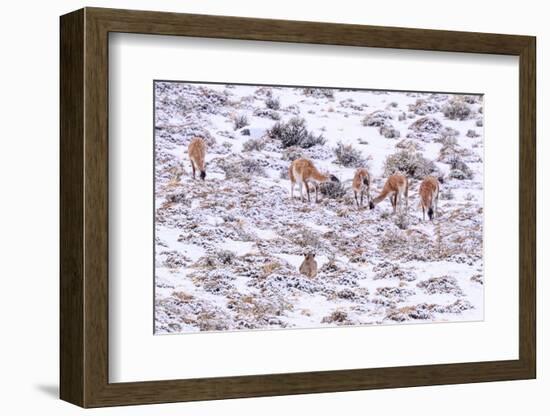 Puma female, stalking Guanaco herd in snow, Patagonia, Chile-Nick Garbutt-Framed Photographic Print