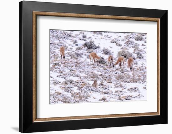 Puma female, stalking Guanaco herd in snow, Patagonia, Chile-Nick Garbutt-Framed Photographic Print